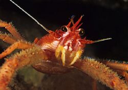 Squat Lobster.
Sound of Mull.
F90X, 60mm. by Mark Thomas 